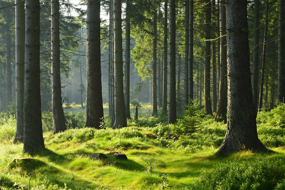 Papier peint de grands arbres anciens et de la mousse verte