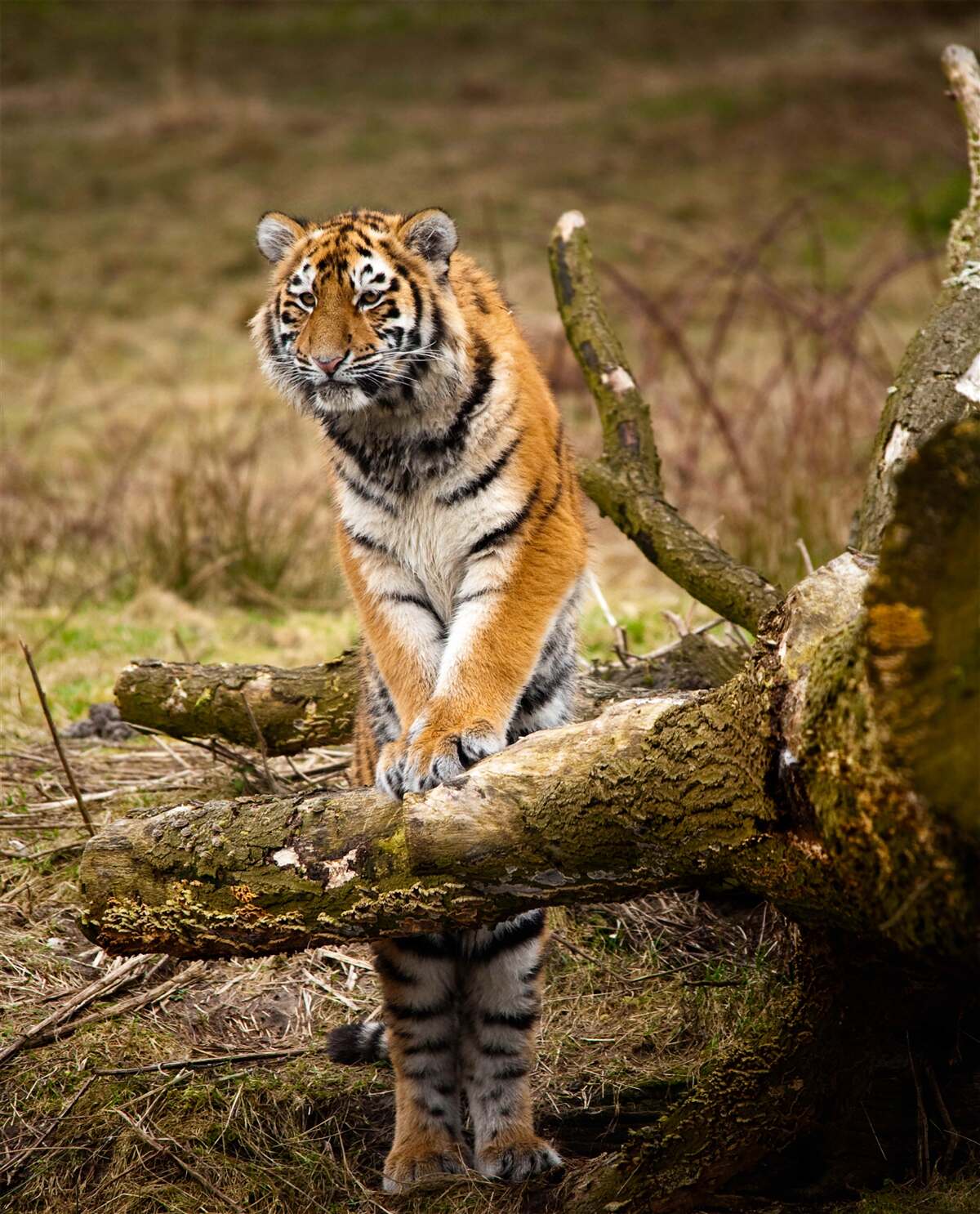 Papier peint le tigre s'assoit sur une branche et attend sa proie