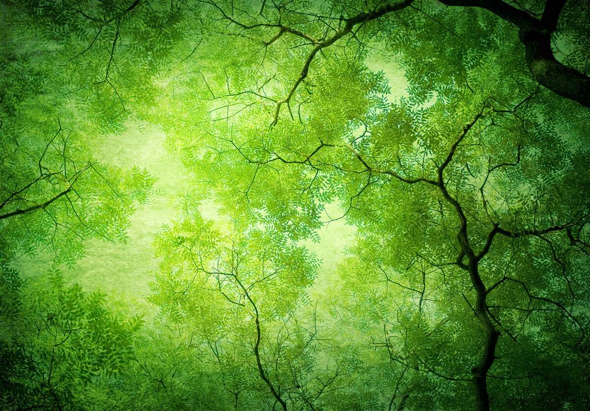 Papier peint un rayon de soleil perce le vert dense de la cime des arbres