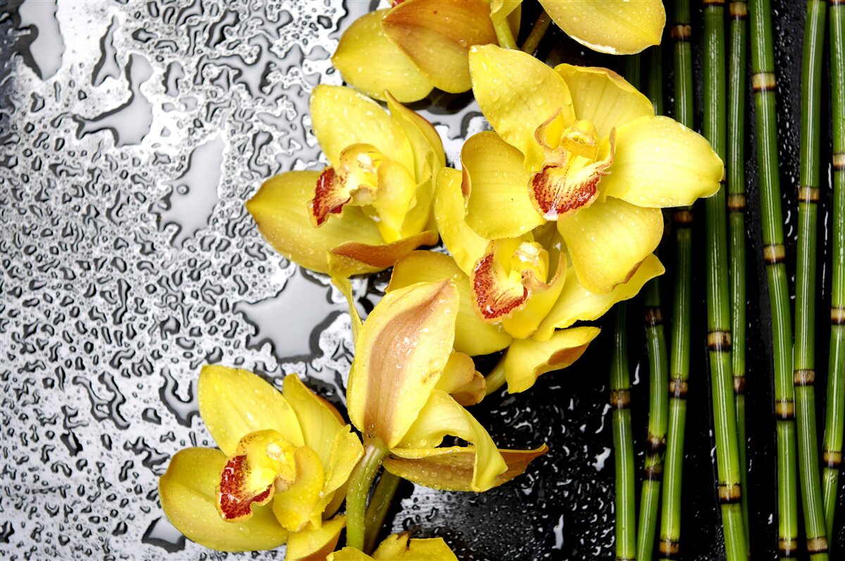 Papier peint l'orchidée jaune est sur la pierre à côté du bambou