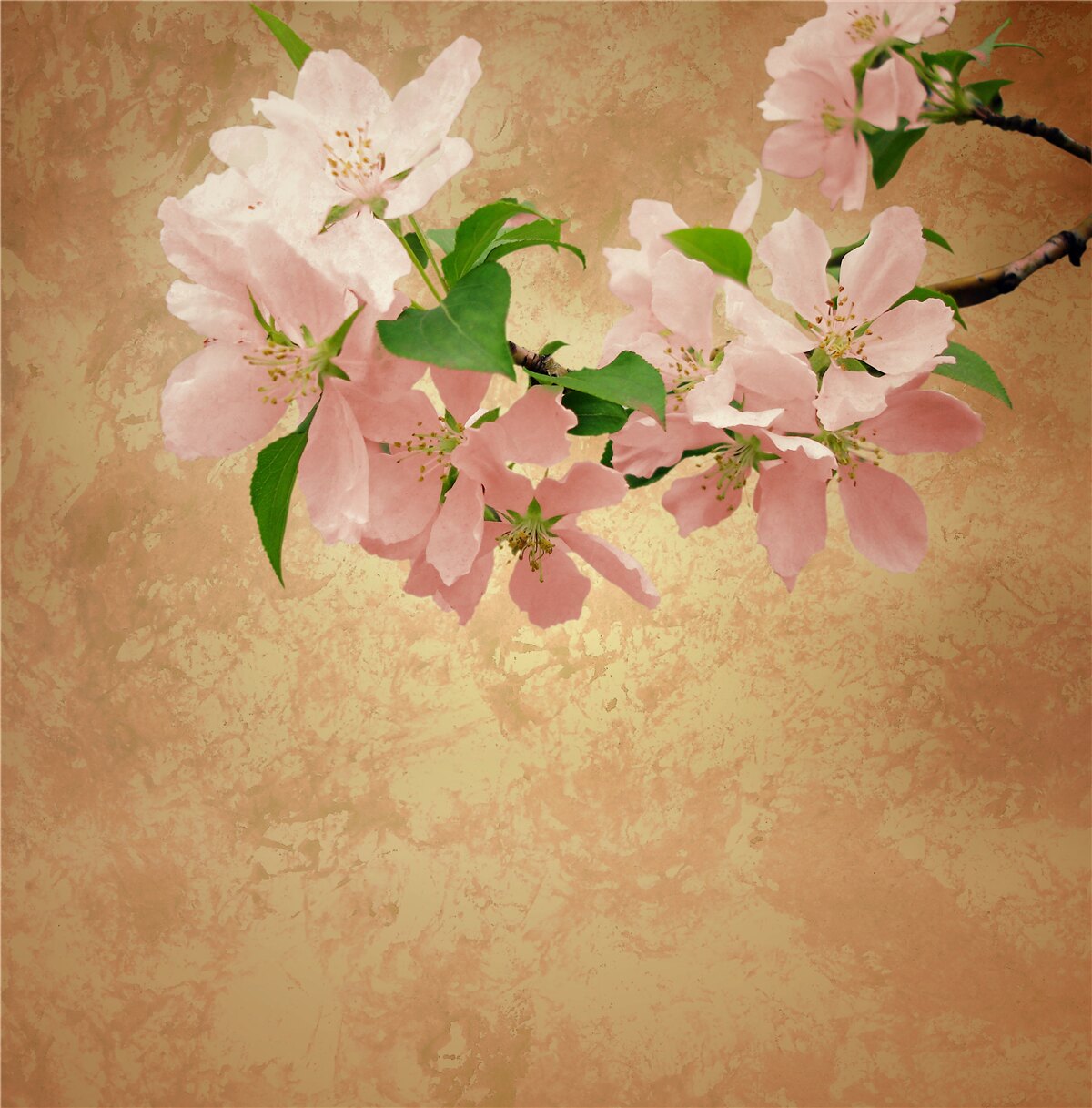 Papier peint jeunes fleurs délicates de sakura