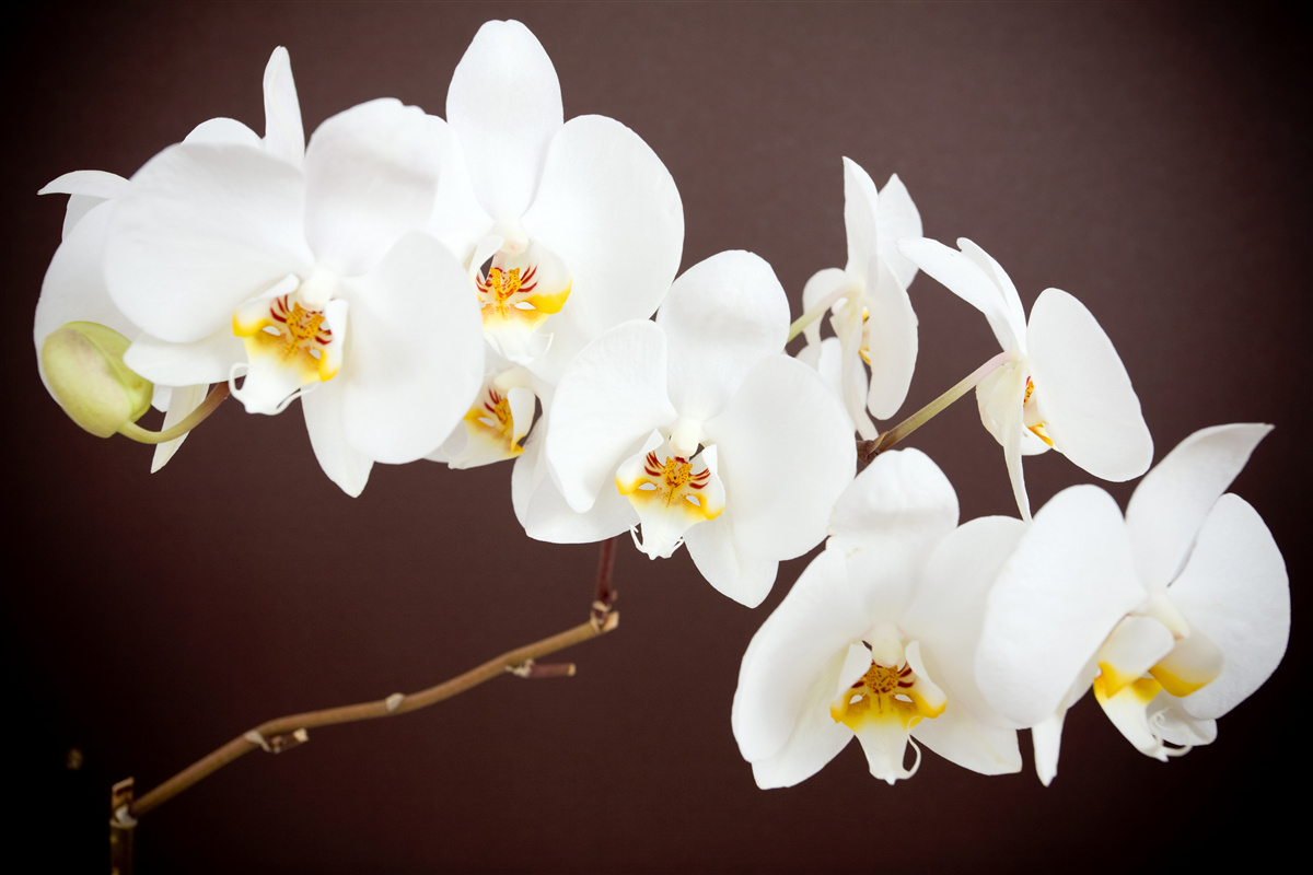 Papier peint fleurs blanches de jeunes arbres