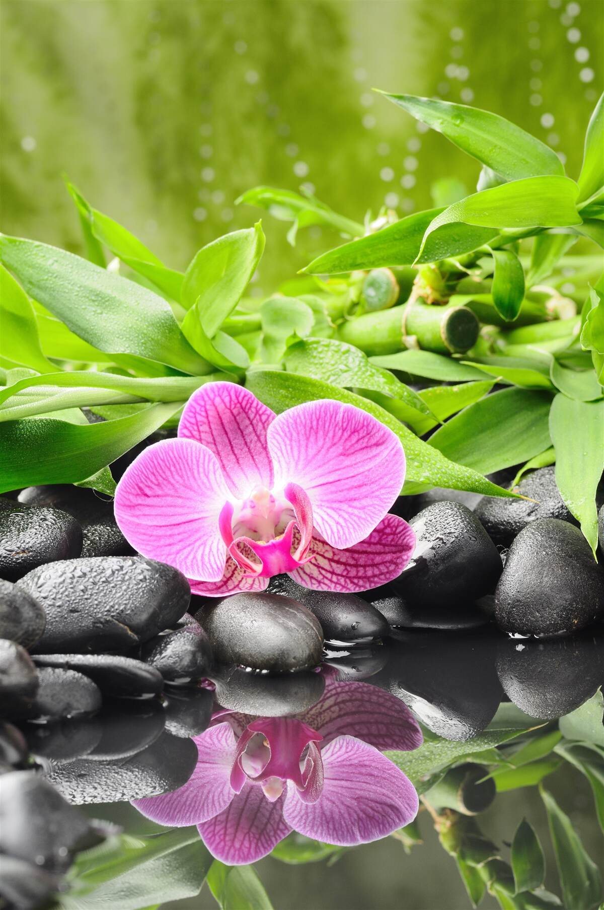 Papier peint orchidée gracieusement posée sur une pierre sombre près de l'eau