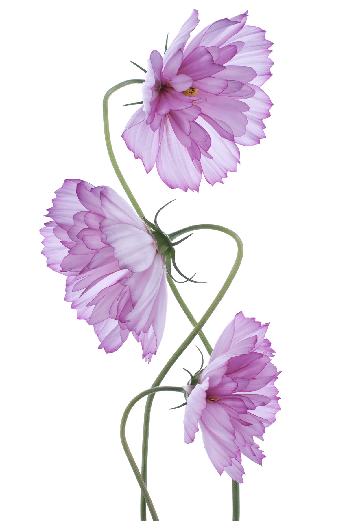 Papier peint bourgeons de lilas enroulés
