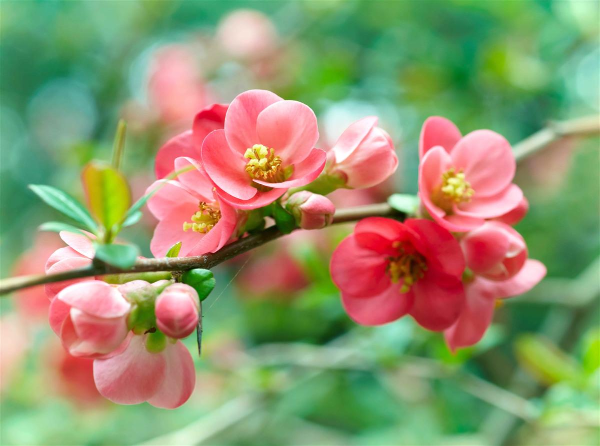 Papier peint fleurs rouges des arbres fruitiers