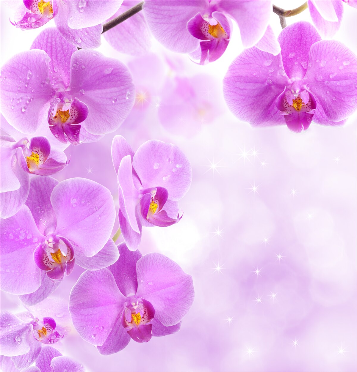 Papier peint de grandes orchidées violettes ont fleuri sur la branche
