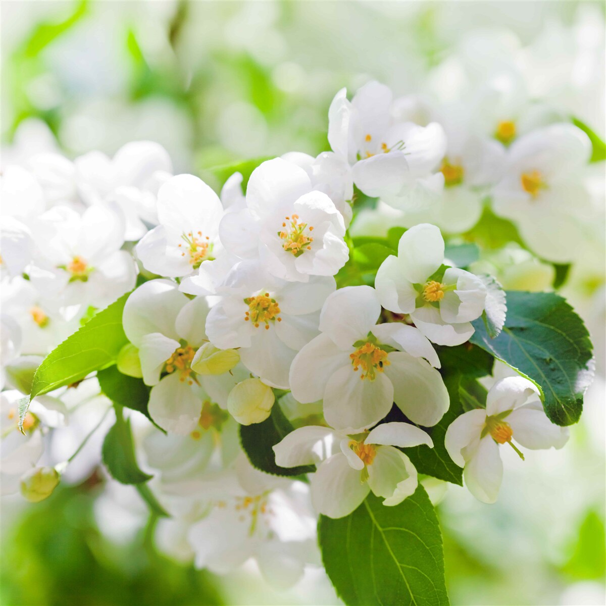 Papier peint fleurs de jasmin à l'arôme agréable