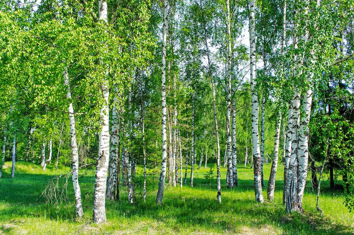 Papier peint les bouleaux aux feuilles vertes poussent dans la forêt d'été