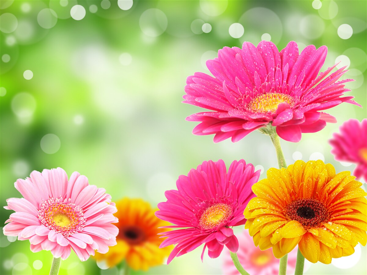 Papier peint les gerberas brillent sous les gouttes de pluie