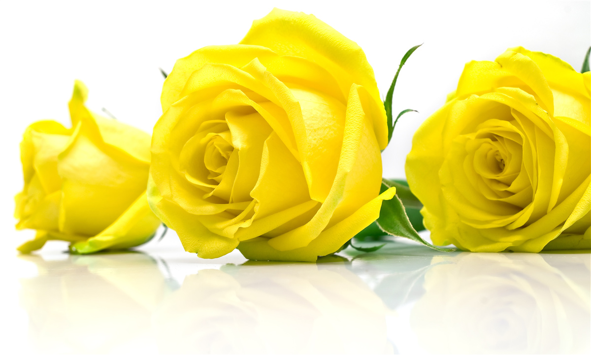 Papier peint trois belles roses jaunes
