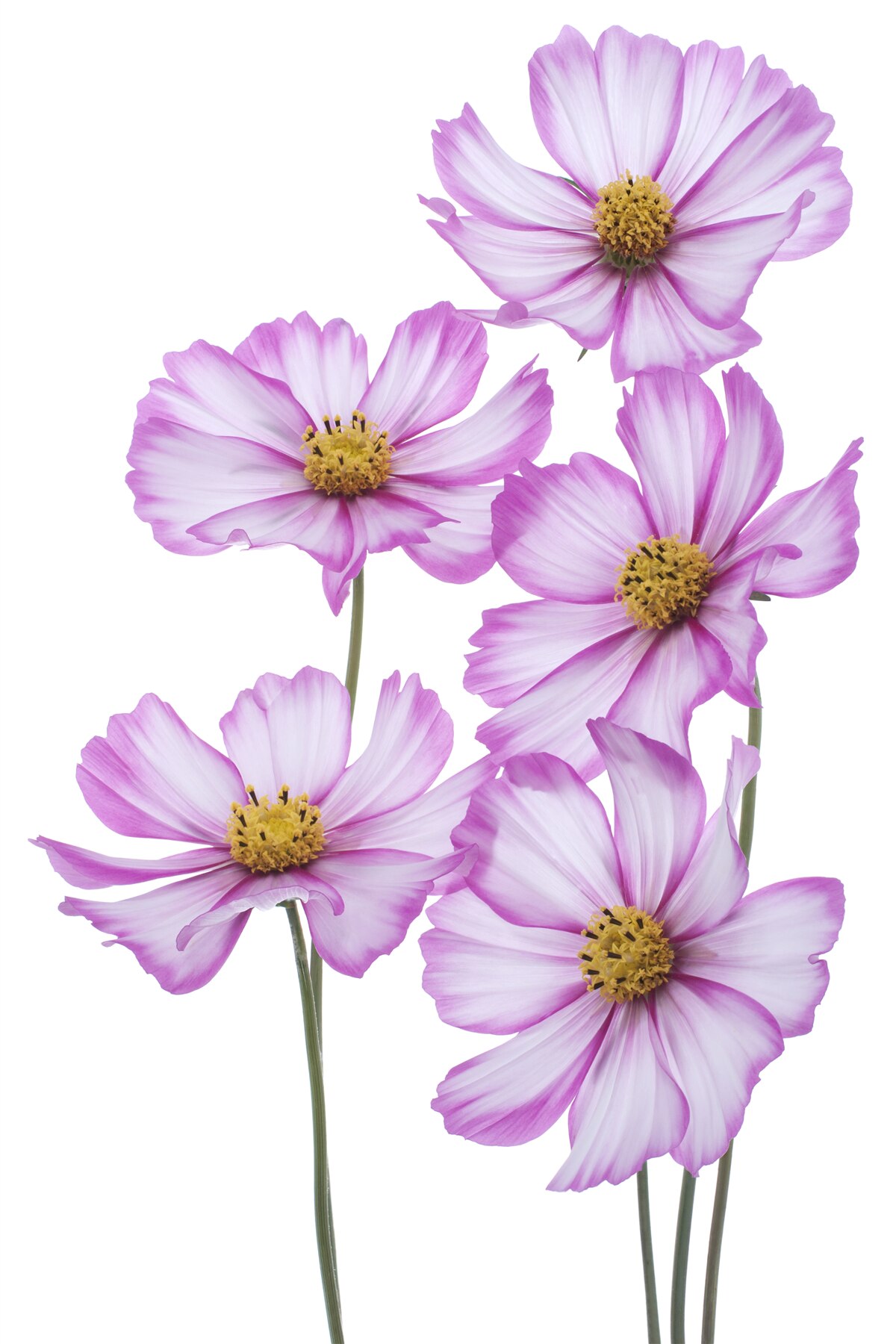 Papier peint gracieuses fleurs de lilas dans un pré
