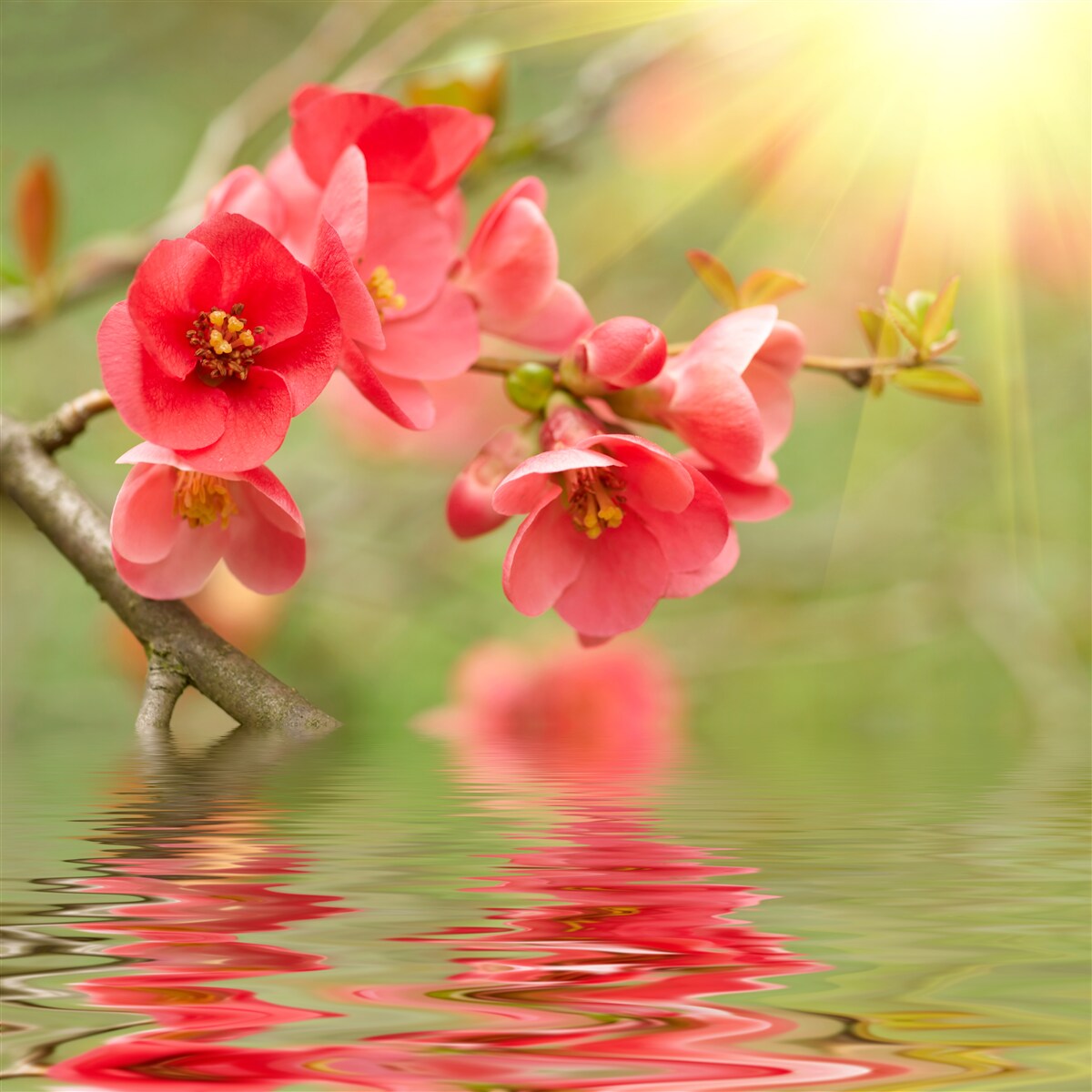 Papier peint les fleurs de sakura écarlates scintillent au bord de l'eau par une journée ensoleillée