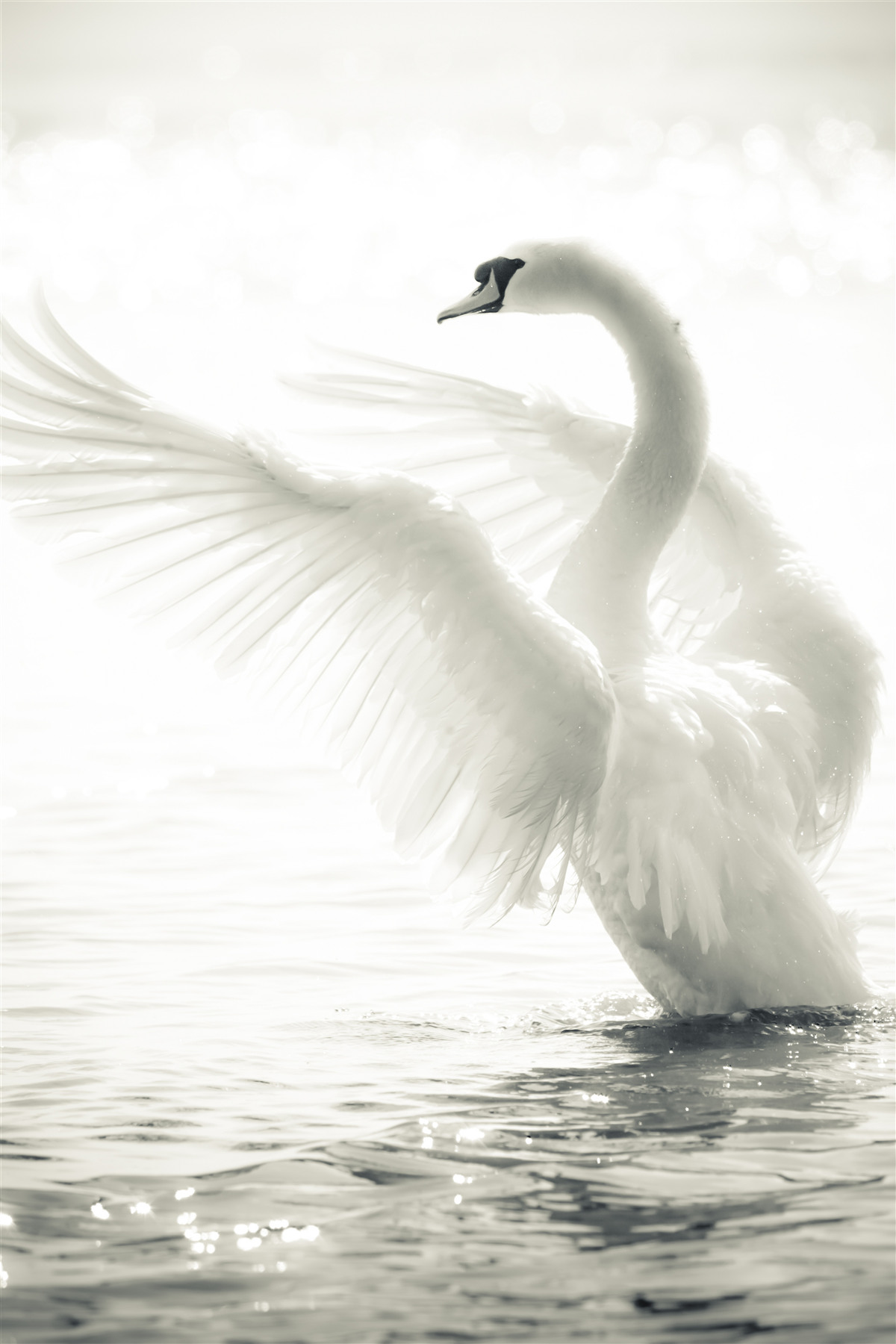Papier peint le cygne blanc tombe dans l'eau