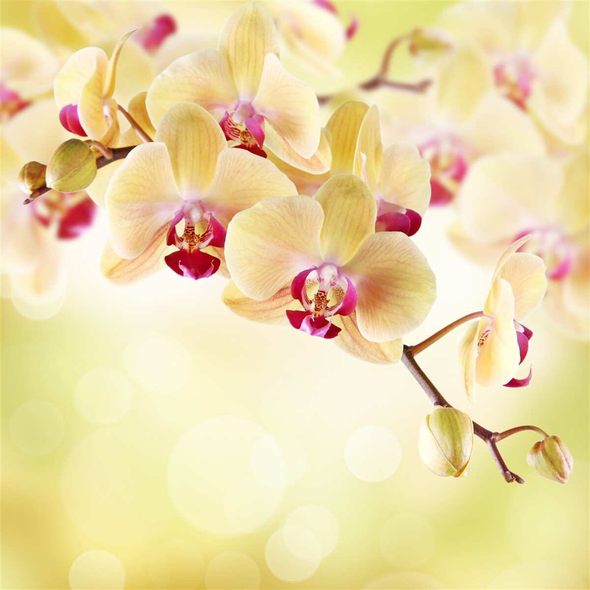 Papier peint orchidée douce et crémeuse avec des bourgeons gracieux