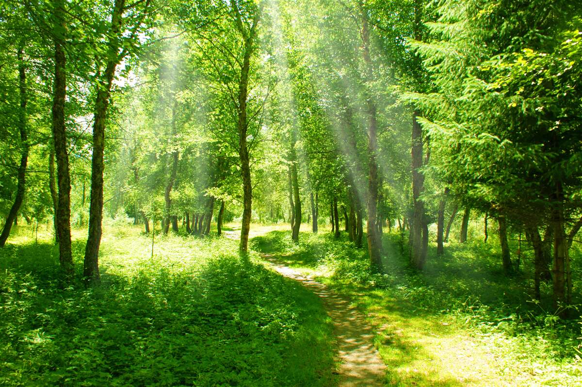 Papier peint les rayons du soleil percent le vert dense de la jeune forêt