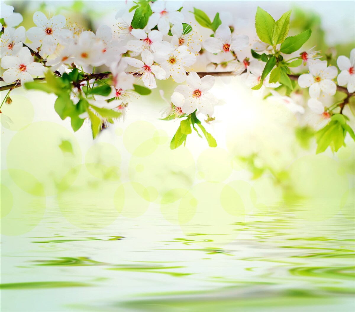 Papier peint les fleurs de sakura sont blanches dans l'eau chaude de l'été