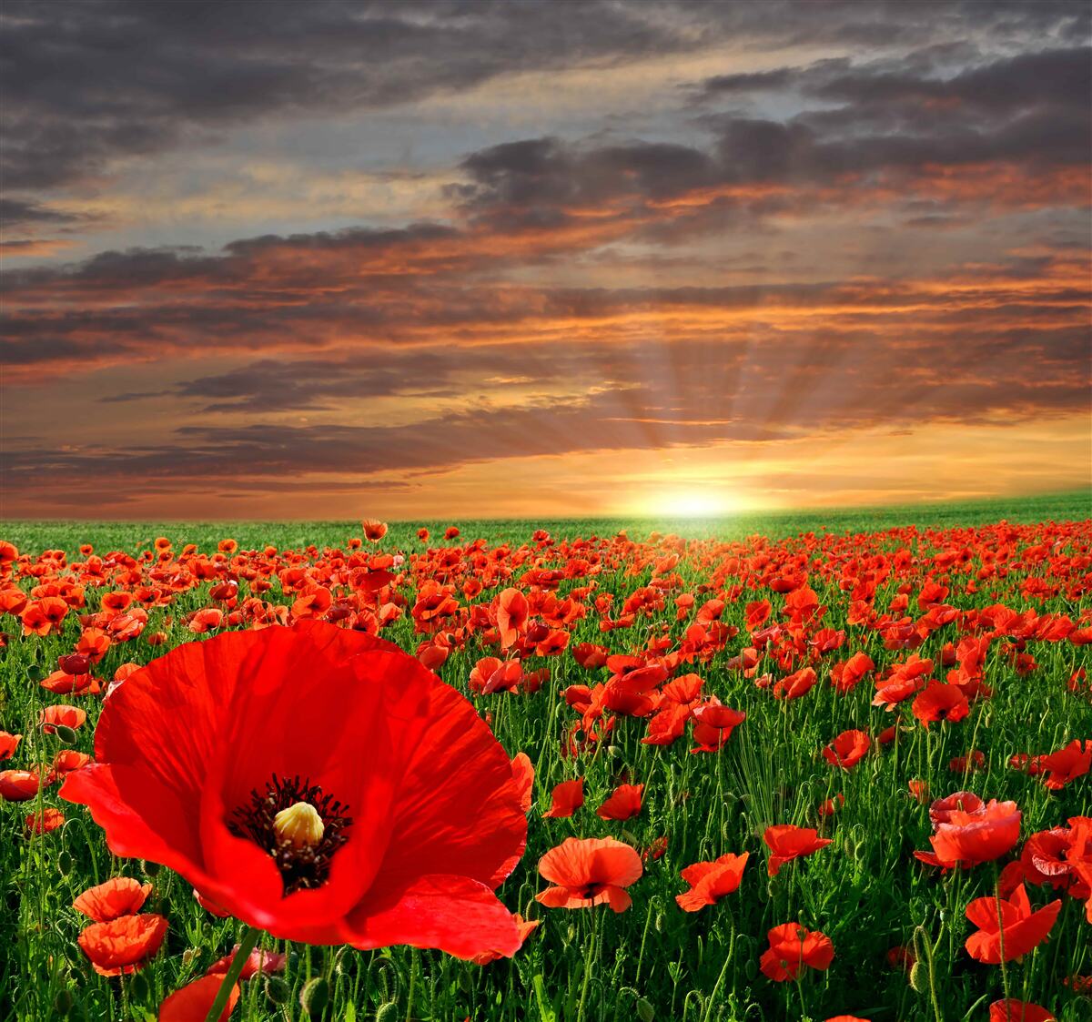 Papier peint le coucher de soleil disparaît sur un champ de coquelicots rouges