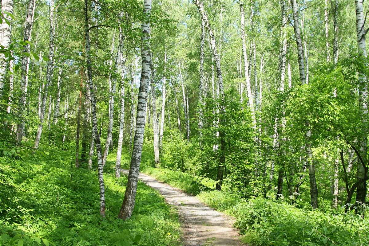 Papier peint chemin vers le bosquet de bouleaux verts