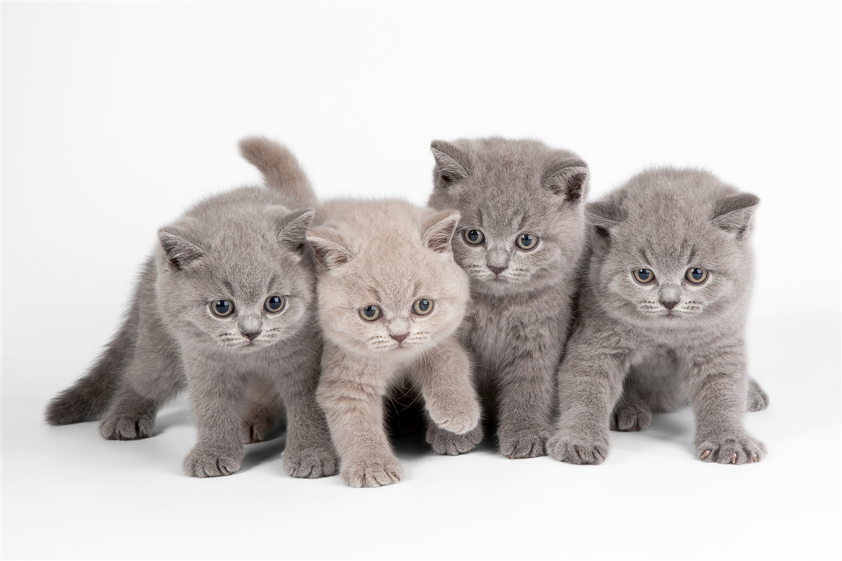 Papier peint quatre petits chatons mignons