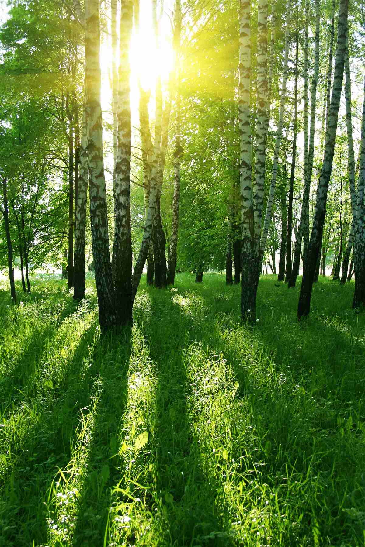 Papier peint le soleil perce à travers le dense bosquet de bouleaux