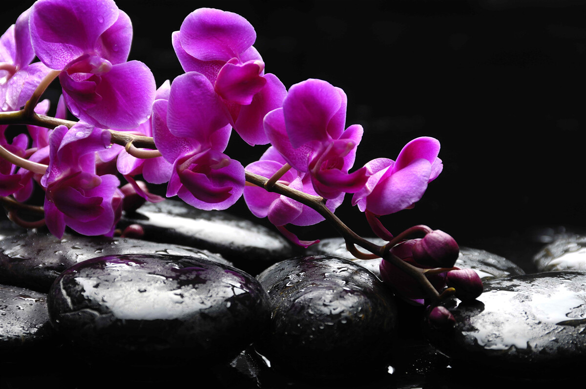 Papier peint pierre noire avec branche d'orchidée violette