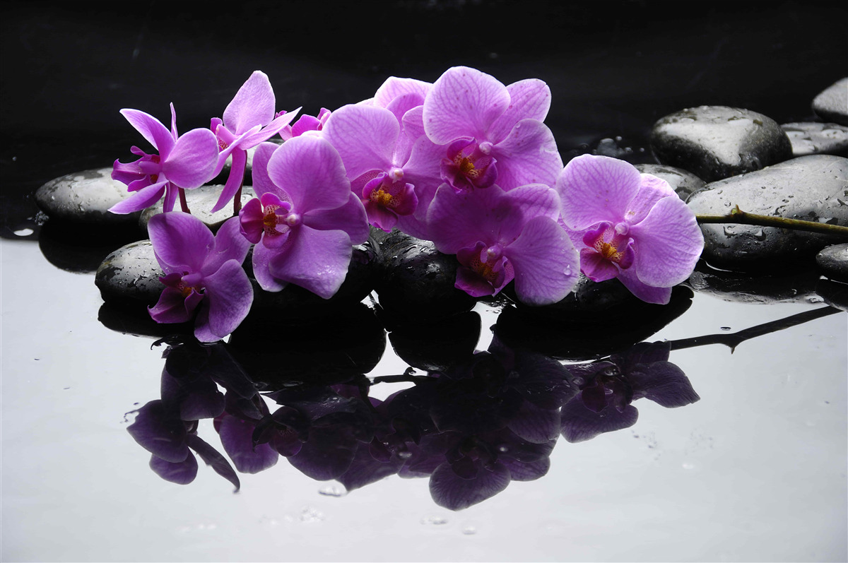 Papier peint orchidée lilas sur une pierre près de l'eau