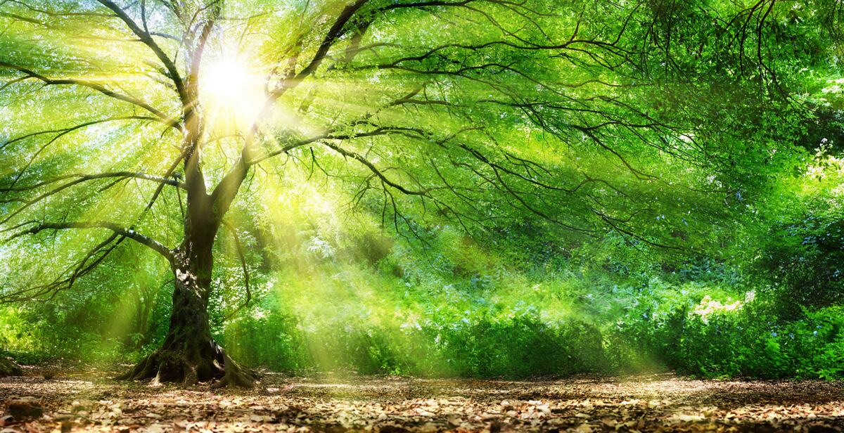 Papier peint de légers rayons de soleil percent à travers la couronne d'arbres luxuriants