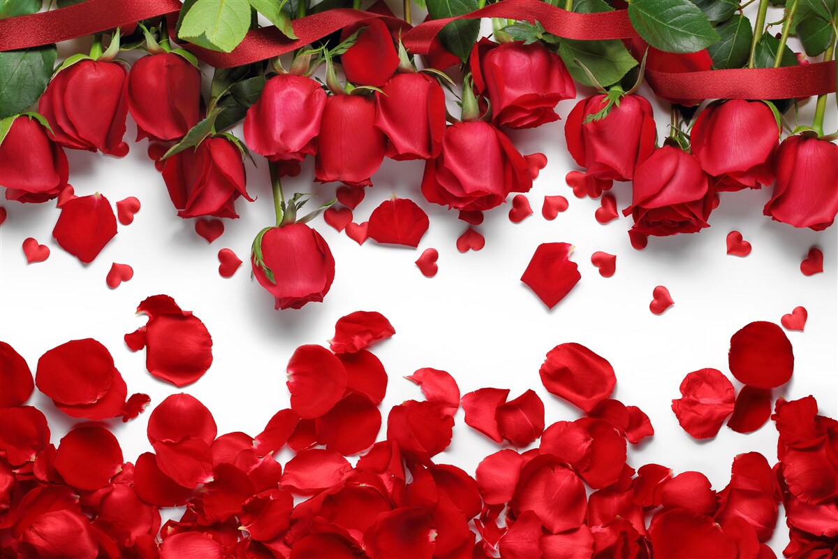 Papier peint les pétales tombent des roses rouges et écarlates
