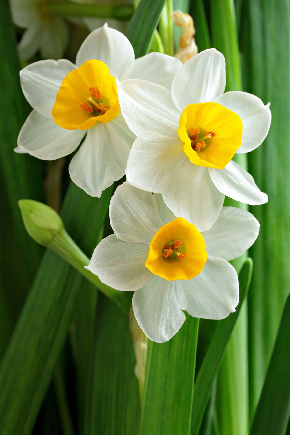 Papier peint de belles et gracieuses jonquilles d'été
