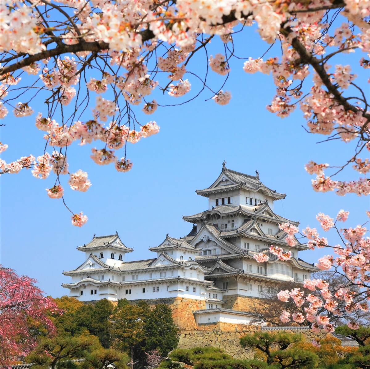 Papier peint ancien temple japonais entouré de sakura