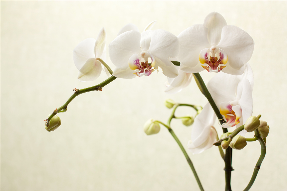 Papier peint branches d'orchidées blanches sur fond clair