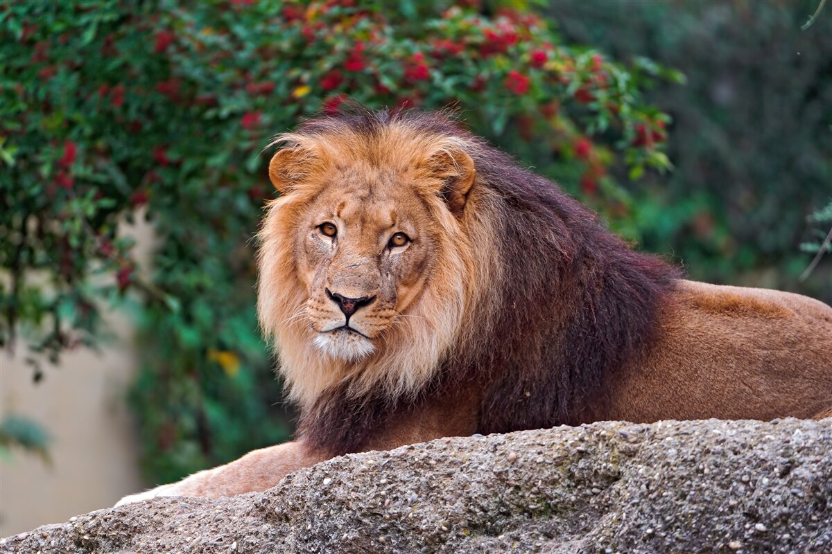 Papier peint un lion adulte s'assoit sur un rocher et attend une lionne