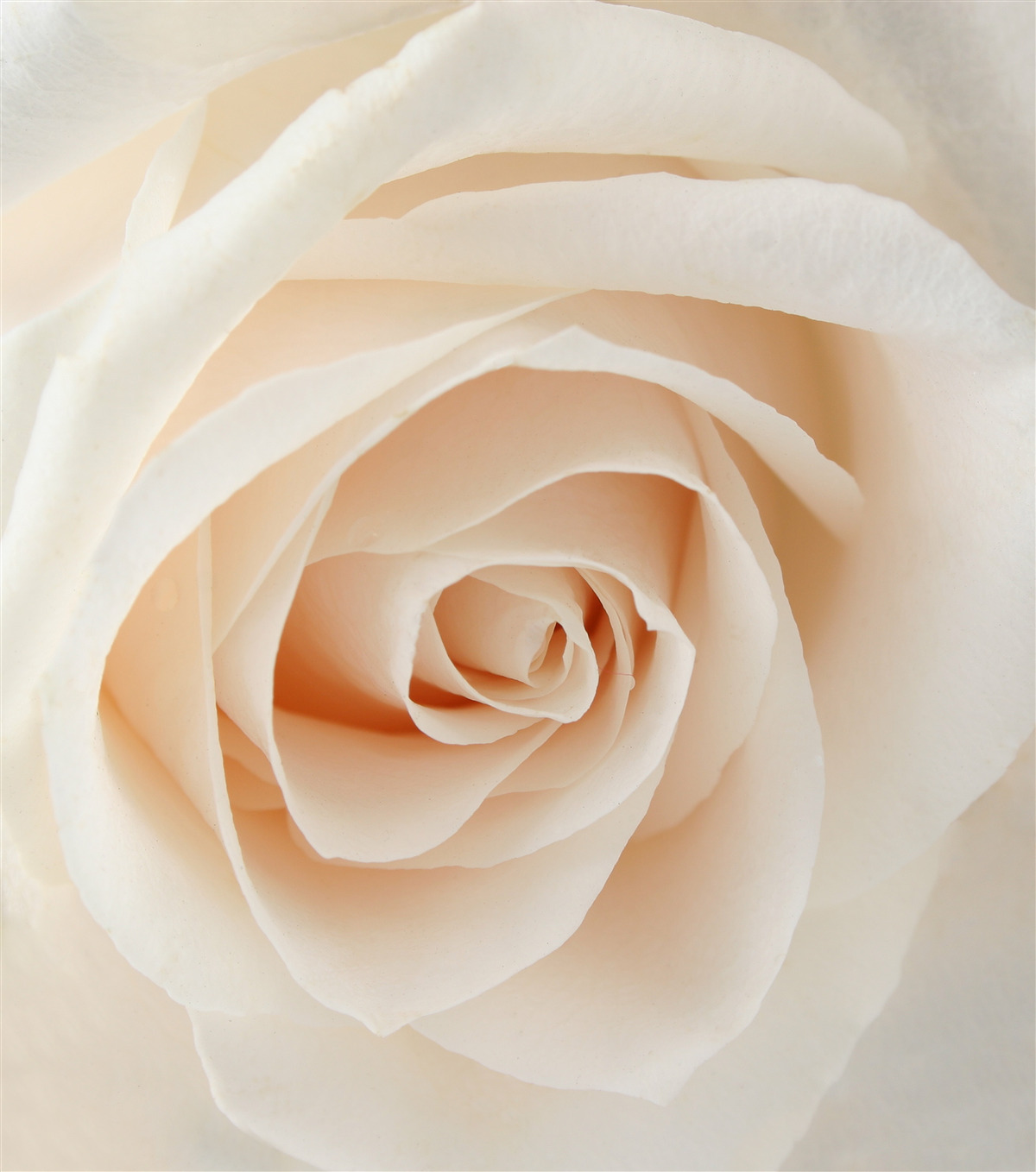 Papier peint rose crème aux pétales souples en pleine gloire