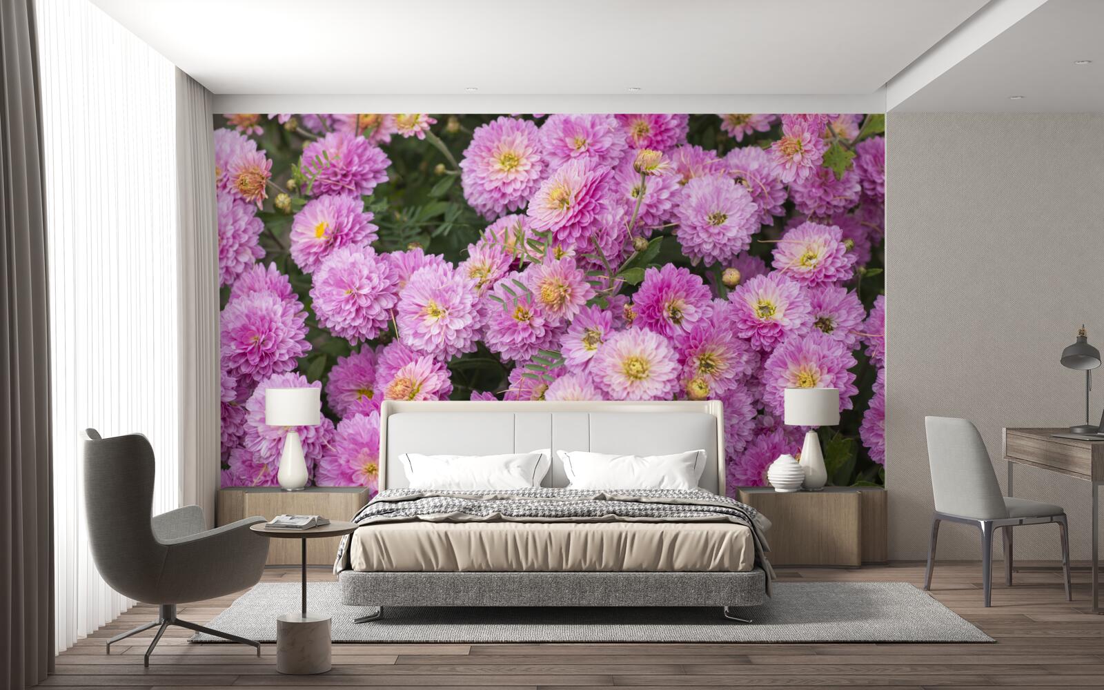 Papier peint de beaux gerberas avec des marguerites lilas brillantes