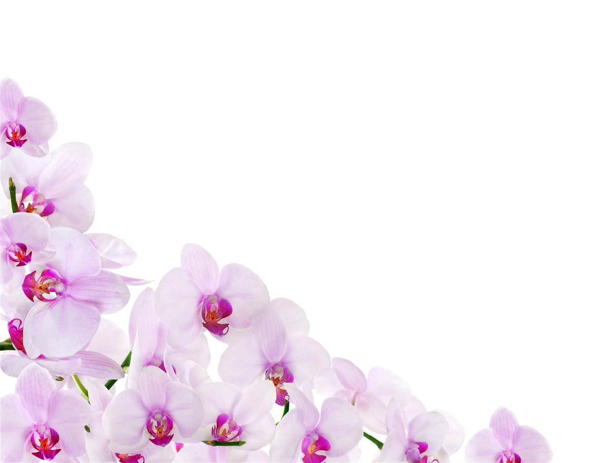 Papier peint branches d'une orchidée brillante sur fond clair
