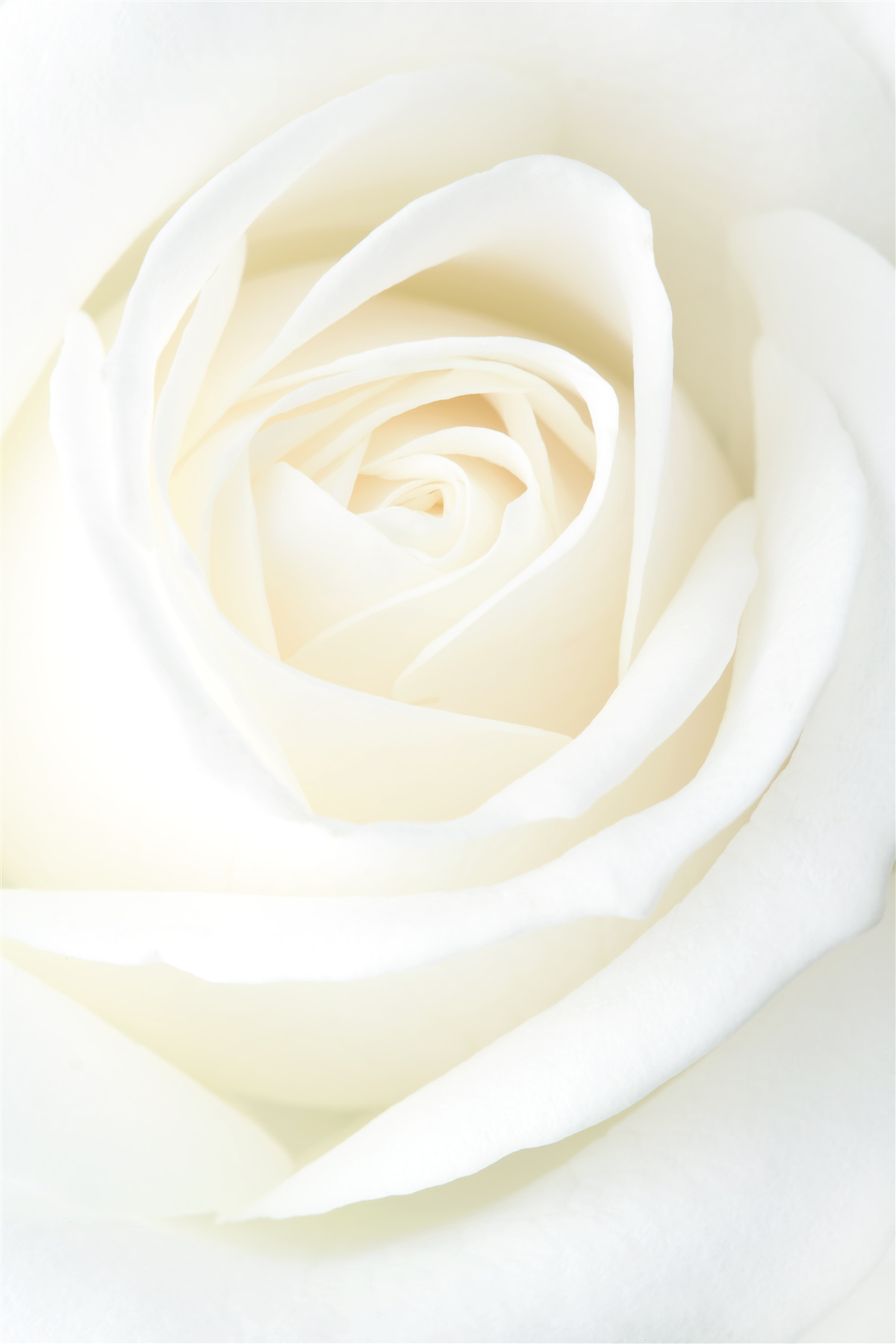 Papier peint gros plan d'un bourgeon de rose blanc comme neige