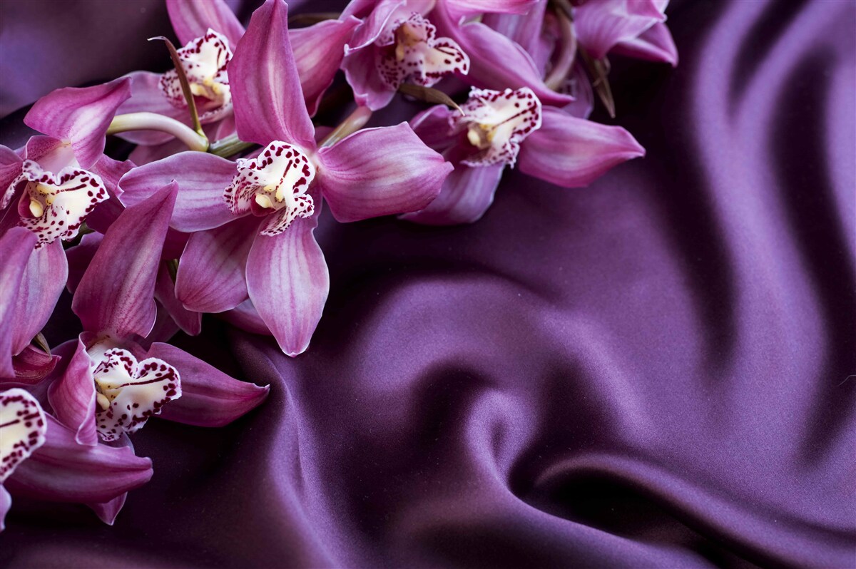 Papier peint gracieuses fleurs de lavande sur soie violette