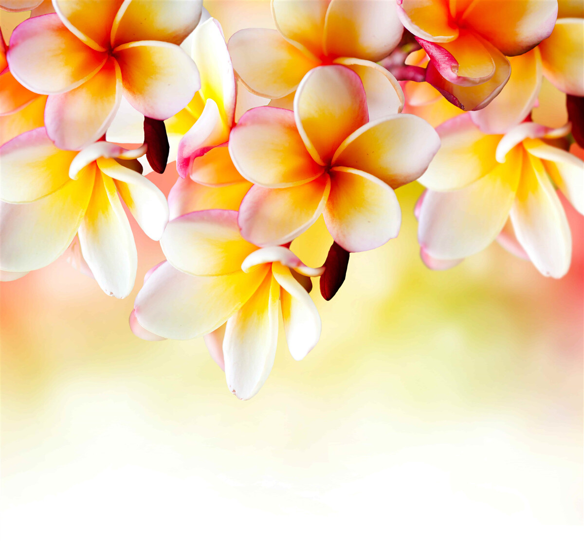 Papier peint des fleurs blanches et orange sont suspendues au-dessus de la surface de l'eau