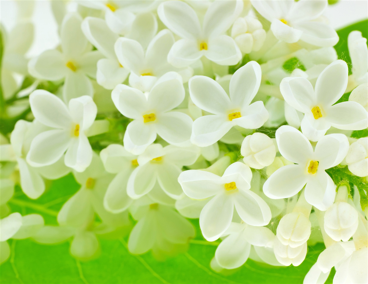 Papier peint des fleurs blanches comme la neige recouvrent abondamment l'arbre