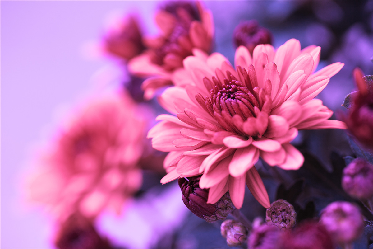 Papier peint les asters roses fleurissent le matin