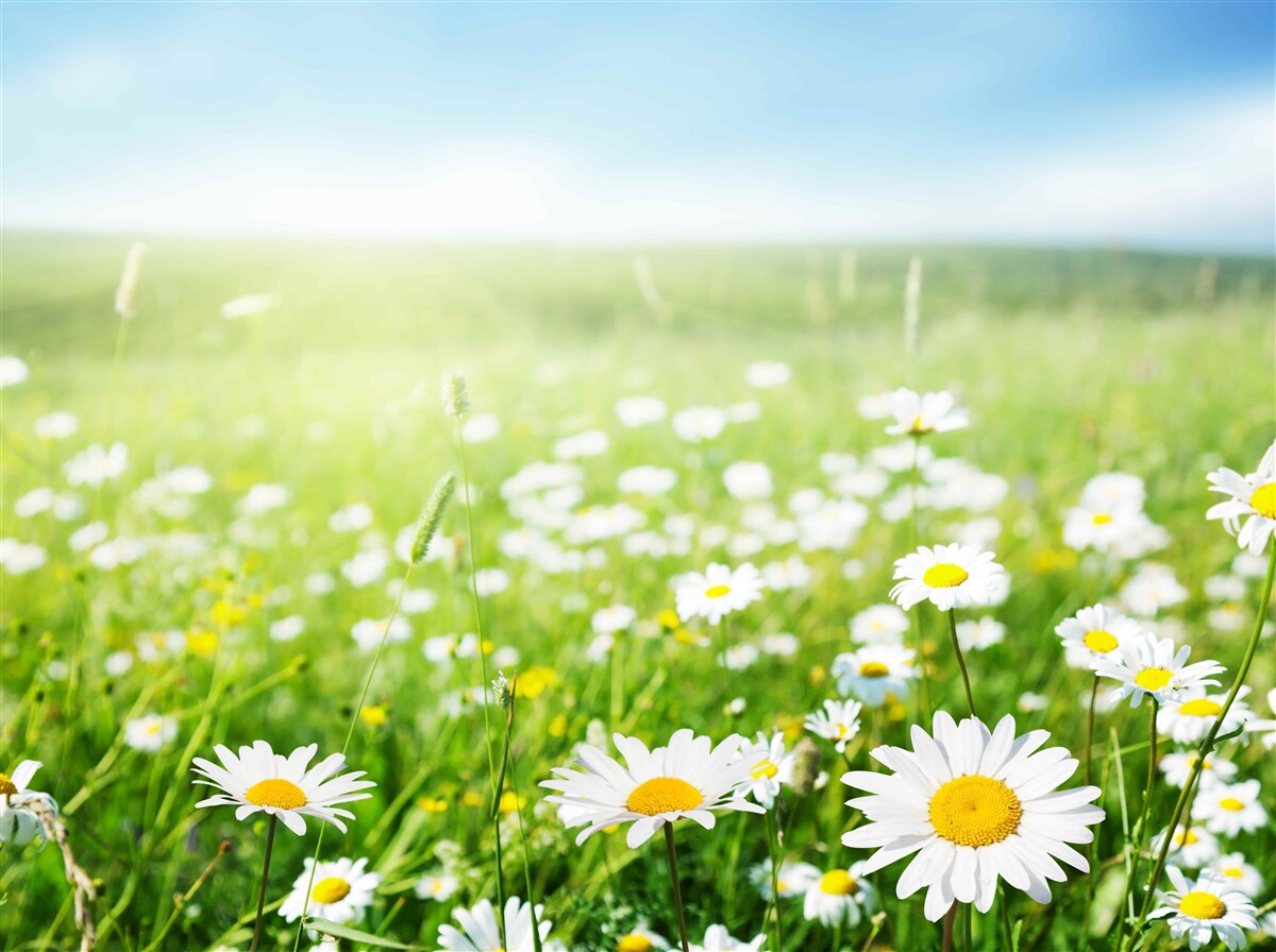 Papier peint marguerites blanches au soleil