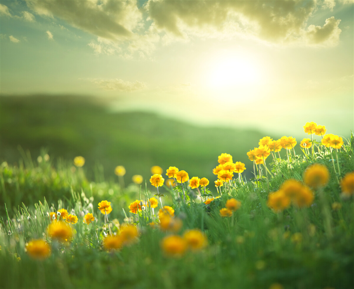 Papier peint dans une prairie, des pissenlits dorés observent le lever du soleil
