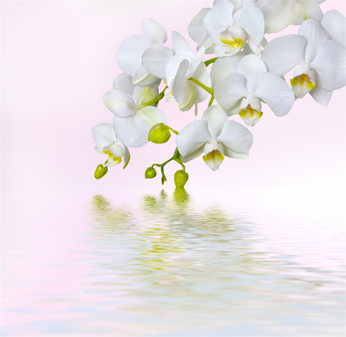 Papier peint orchidée blanche avec fleurs et bourgeons près de l'eau