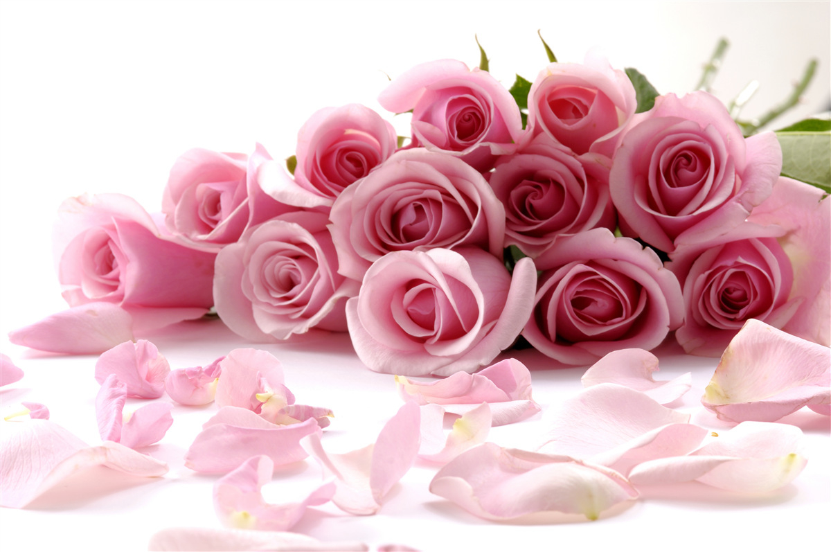 Papier peint roses roses délicates avec des pétales près de la surface de l'eau