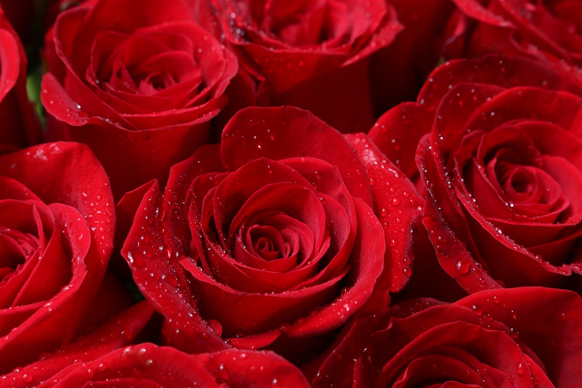 Papier peint boutons de rose d'une riche teinte écarlate