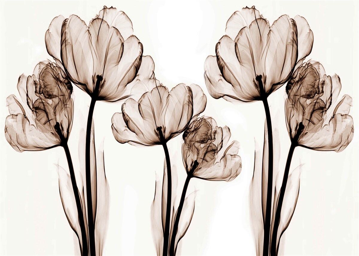 Papier peint fleurs délicates et gracieuses avec des boutons transparents