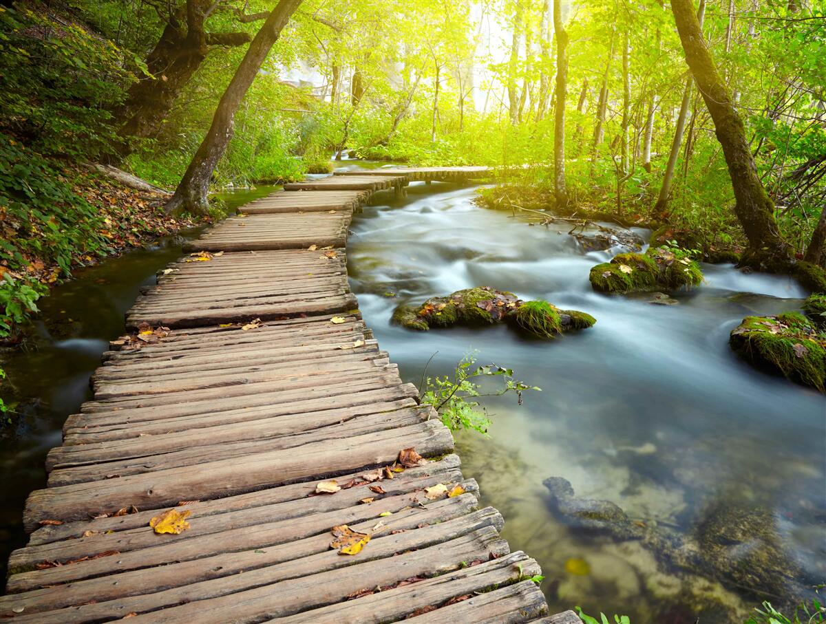 Papier peint chemin en bois près de la rivière dans une forêt ensoleillée