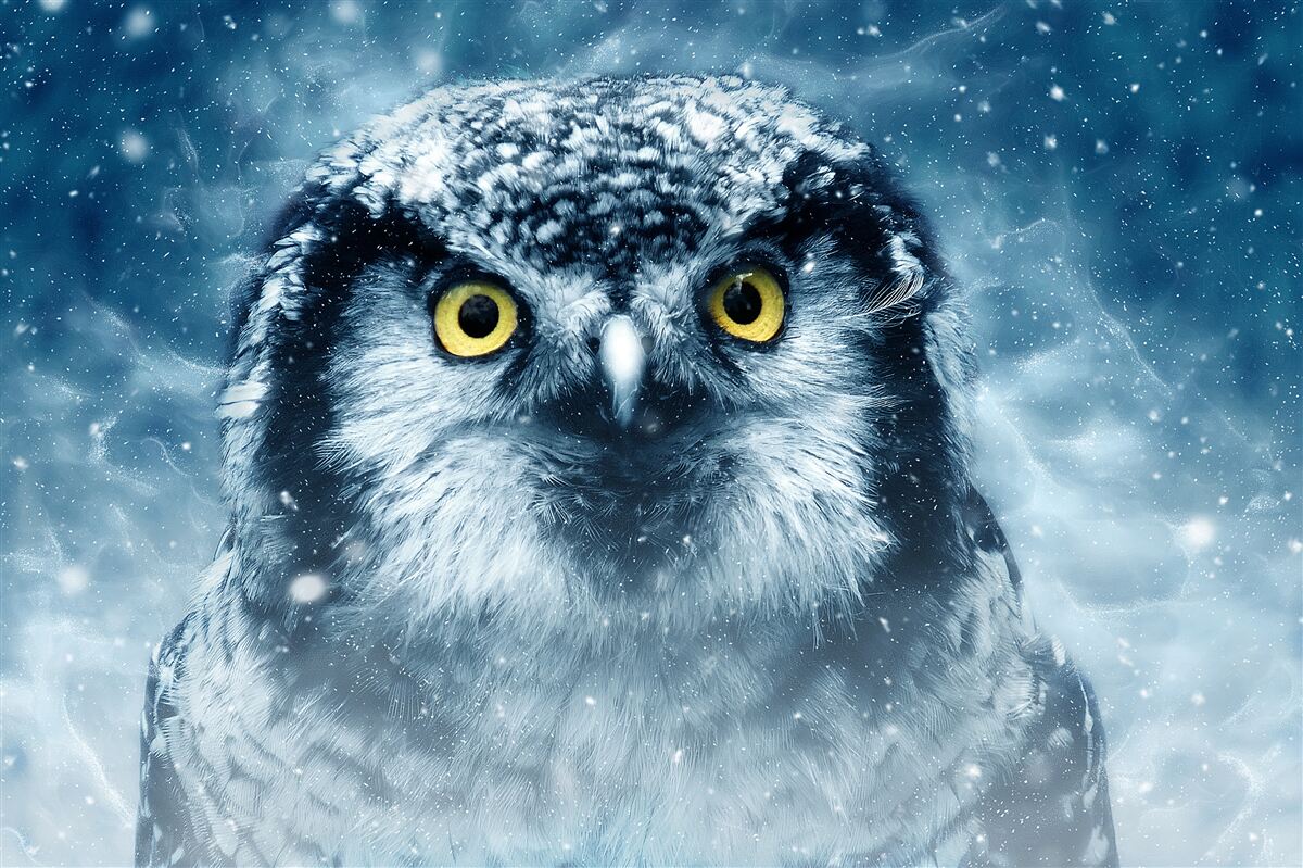 Papier peint en hiver, un grand hibou aux yeux dorés