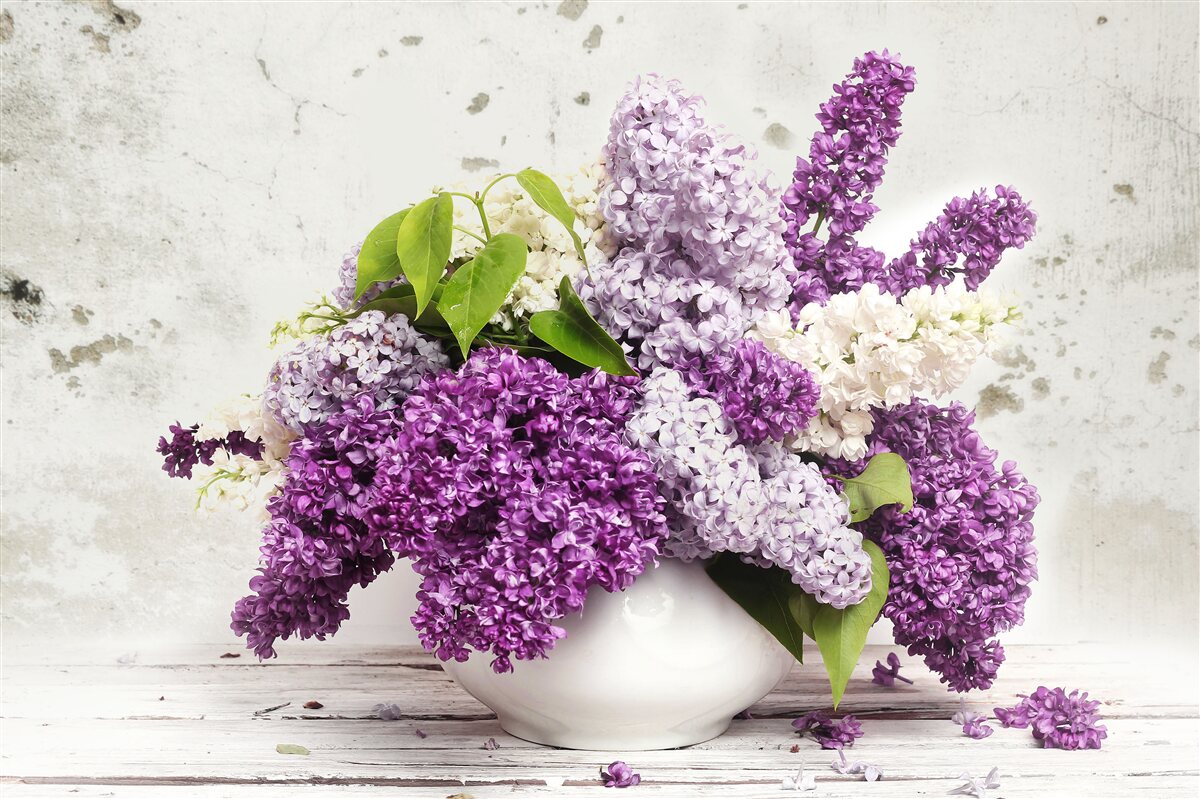 Papier peint une gerbe de lilas printaniers variés