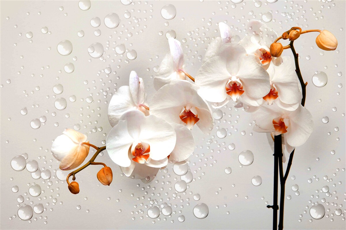 Papier peint de grosses gouttes de pluie recouvrent des fleurs de lotus blanches